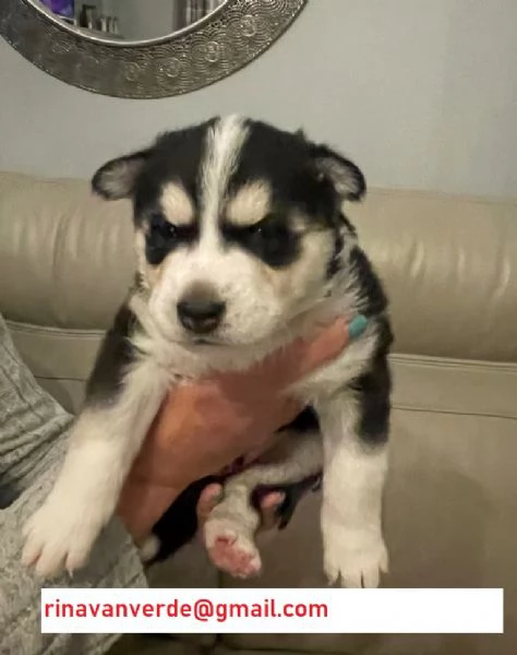 Cuccioli Husky