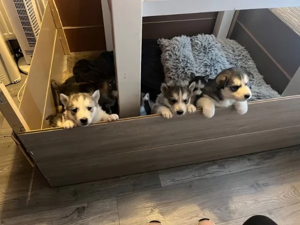 Cuccioli di Siberian Husky