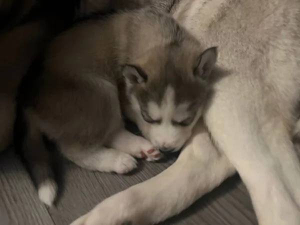 CUCCIOLI DI SIBERIAN HUSKY