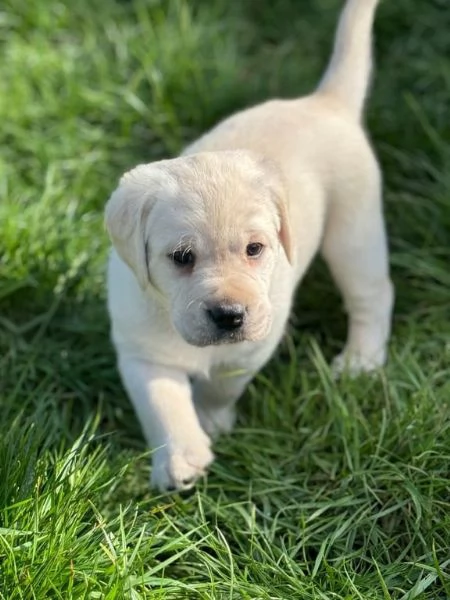 Adorabili cuccioli di Labrador in vendita | Foto 1