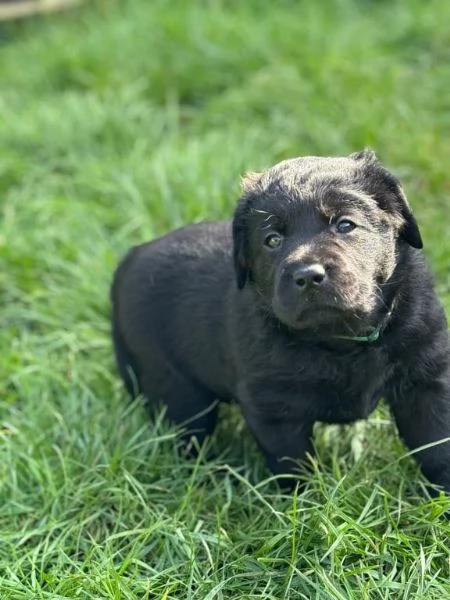 Adorabili cuccioli di Labrador in vendita