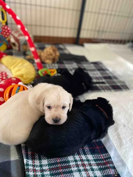 Cuccioli adorabili di Labrador in cerca di adozione