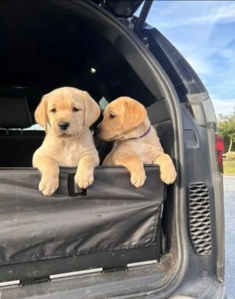 Cuccioli adorabili di Labrador in cerca di adozione