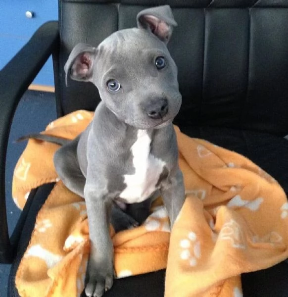 Cuccioli di American pitbull Terrier