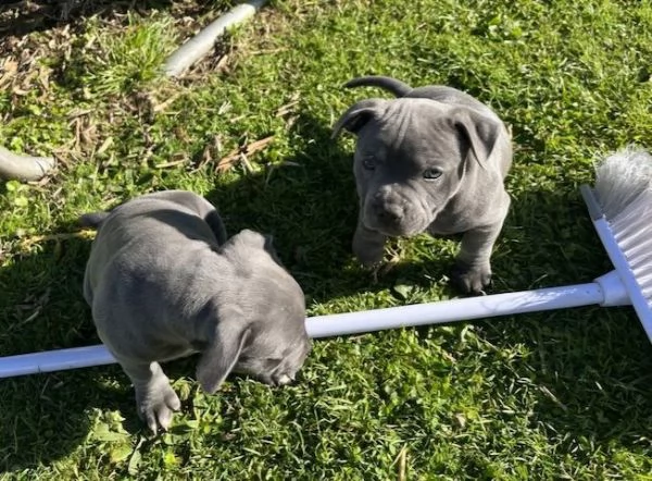 ​Regalo American Bully Pocket