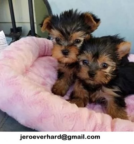 Regalo Cuccioli di Yorkie di razza