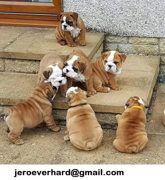 ​Regalo Cuccioli di bulldog inglese