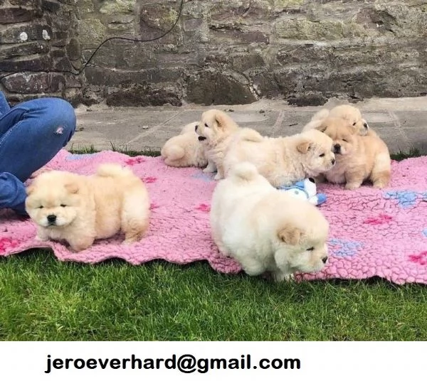 ​Regalo cuccioli di Chow Chow