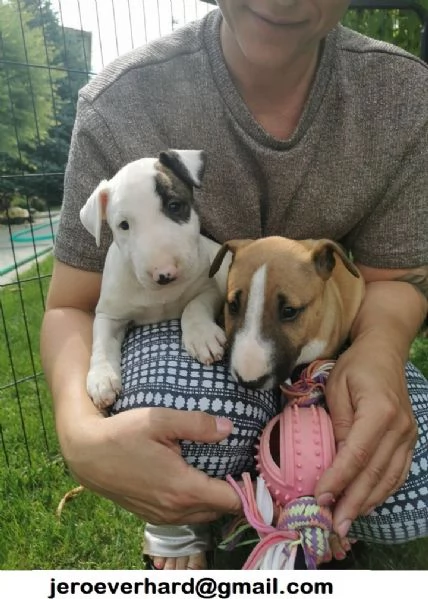 ​Regalo bellissimi cuccioli di mini bull terrier di 3 mesi.