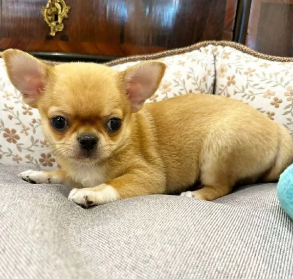 Cuccioli di Chihuahua | Foto 0