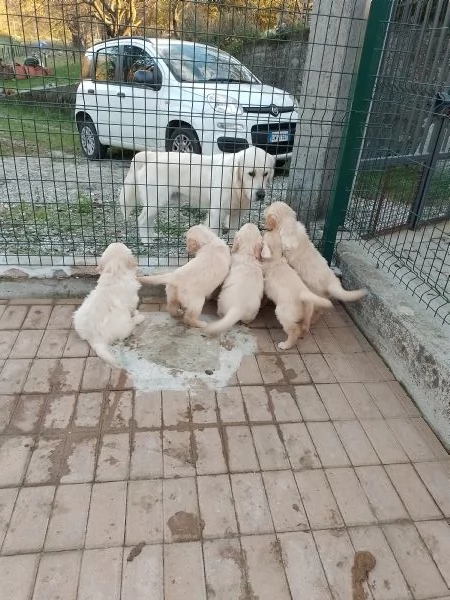 Cuccioli di golden retriever  | Foto 5