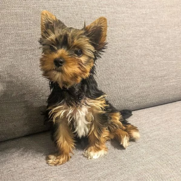 Bellissimi cuccioli di Yorkie | Foto 0