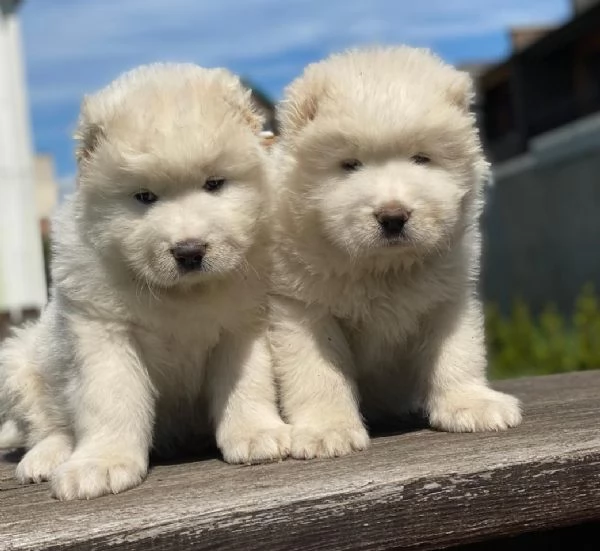 Cuccioli di pastore del Caucaso