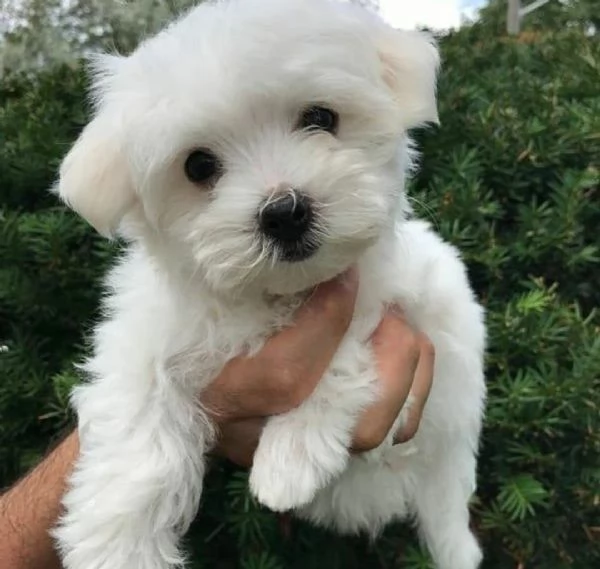 Cuccioli di Bichon