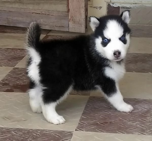 Cuccioli siberiani