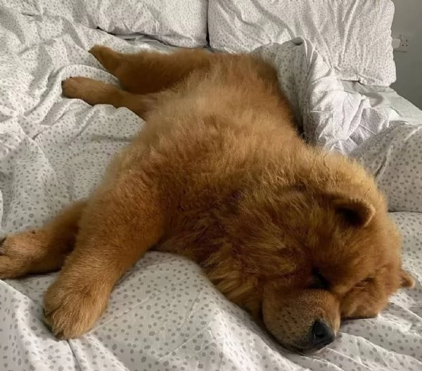 I cuccioli di Chow Chow cercano una nuova famiglia amorevole e premurosa.