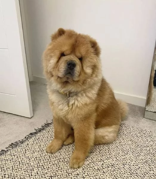 I cuccioli di Chow Chow cercano una nuova famiglia amorevole e premurosa. | Foto 1