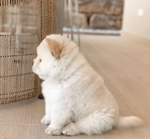 I cuccioli di Chow Chow cercano una nuova famiglia amorevole e premurosa. | Foto 0