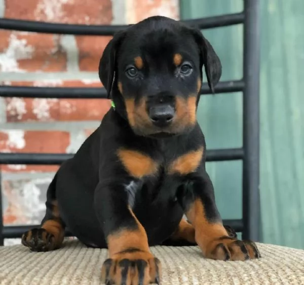 Cuccioli di Doberman sani