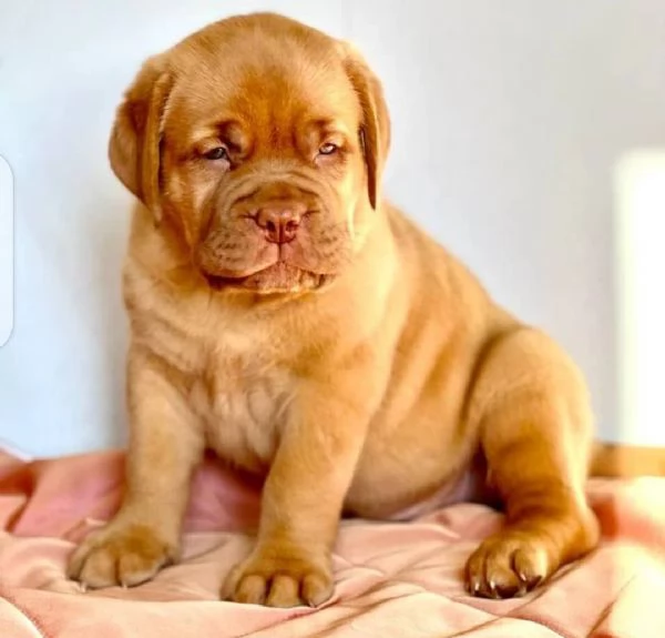 Cuccioli di Dogue de Bordeaux