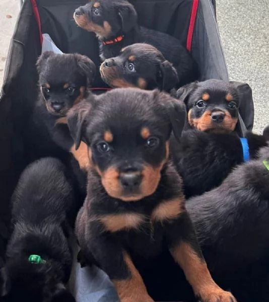 Cuccioli di Rottweiler