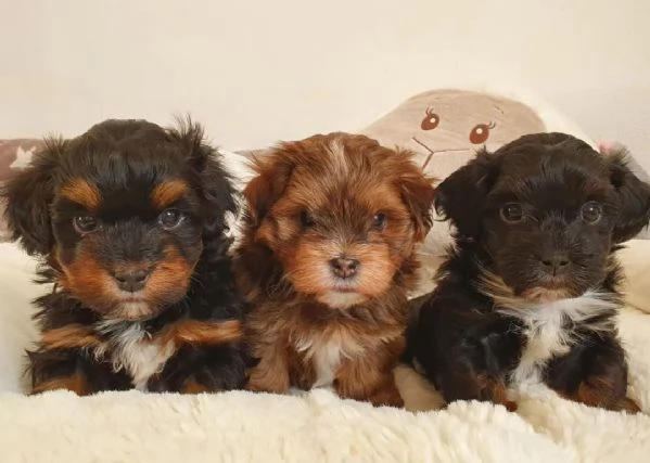 Cuccioli di Havanese