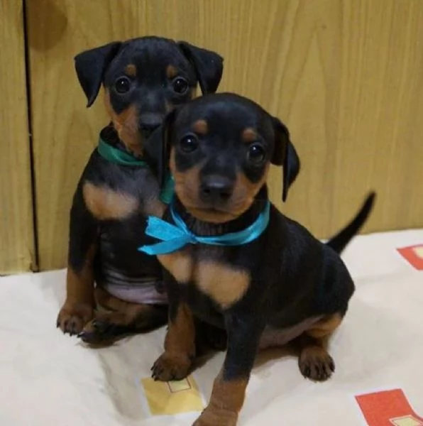 Cuccioli di Pinscher