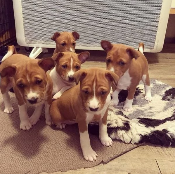 Cuccioli di Basenji.