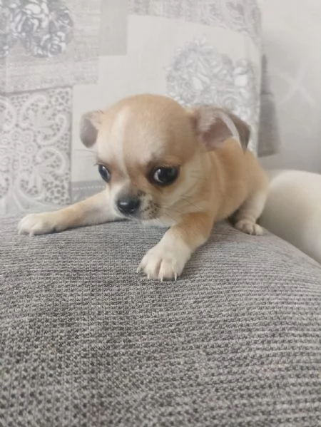 Cucciolo Chihuahua Maschio puro