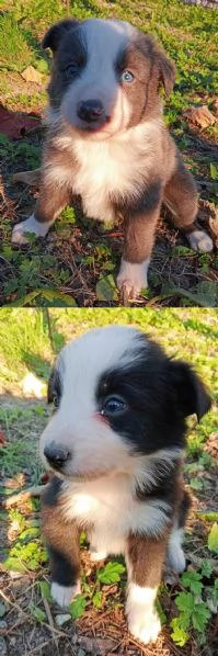 Cuccioli Border Collie | Foto 0