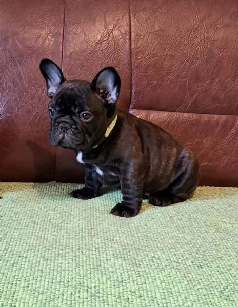 Cuccioli di Bulldog Francese | Foto 1