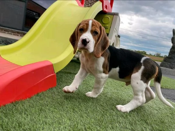 Regalo Bellissimo Beagle tradizionale | Foto 0