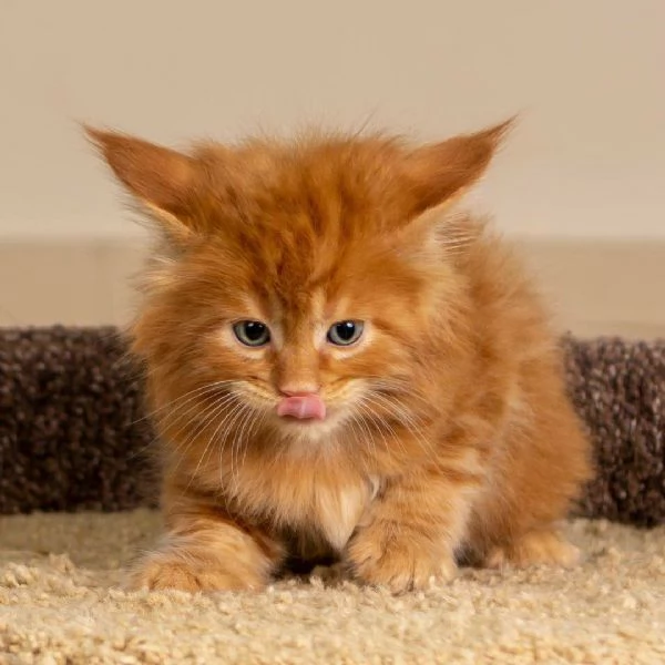 Cucciola di razza Maine Coon