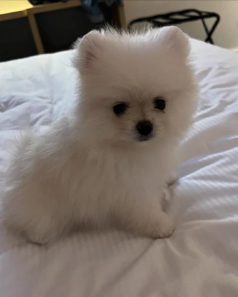 Disponibili cuccioli di Pomerania felici e sani | Foto 2