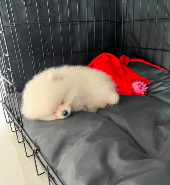 Disponibili cuccioli di Pomerania felici e sani | Foto 1