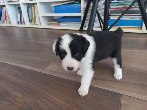 Cuccioli Border Collie con pedigree