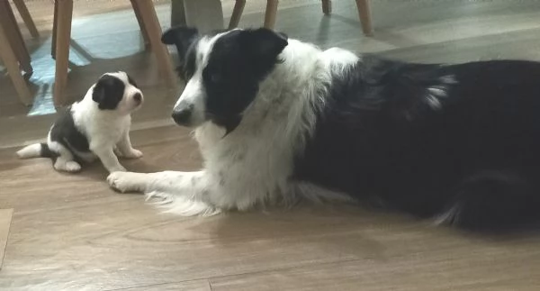 Cuccioli Border Collie con pedigree | Foto 6