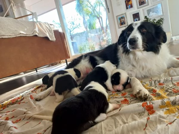 Cuccioli Border Collie con pedigree | Foto 4