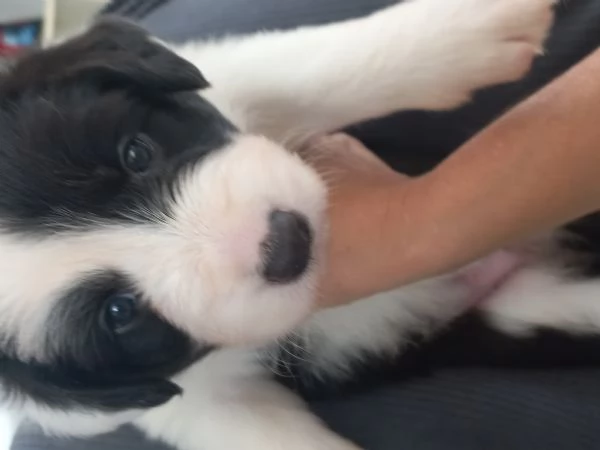 Cuccioli Border Collie con pedigree | Foto 3