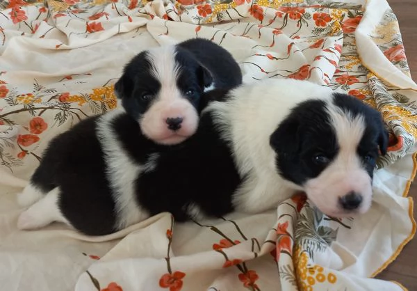 Cuccioli Border Collie con pedigree | Foto 1