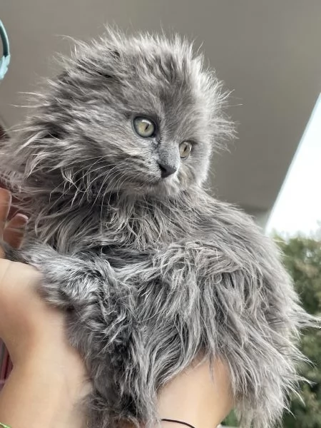 Vendo Scottish Fold e Straight Longhair blue | Foto 1