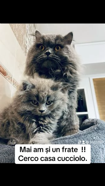 Vendo Scottish Fold e Straight Longhair blue | Foto 0