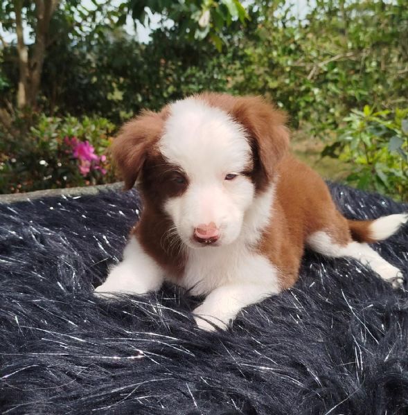 Regala dei cuccioli di Border Collie | Foto 2