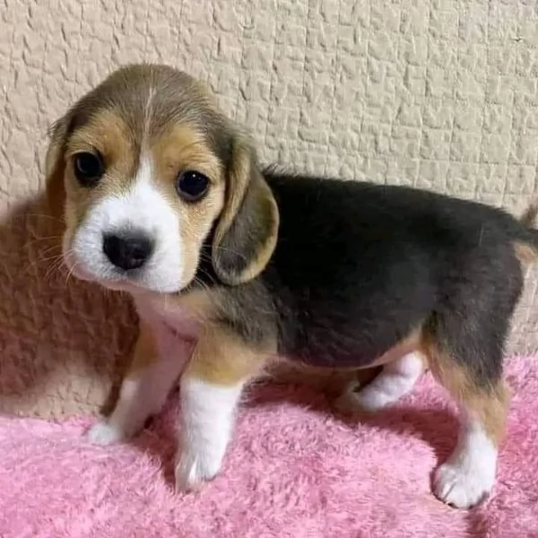 Regala dei cuccioli di Beagle | Foto 1