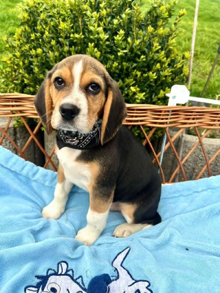 Regala dei cuccioli di Beagle