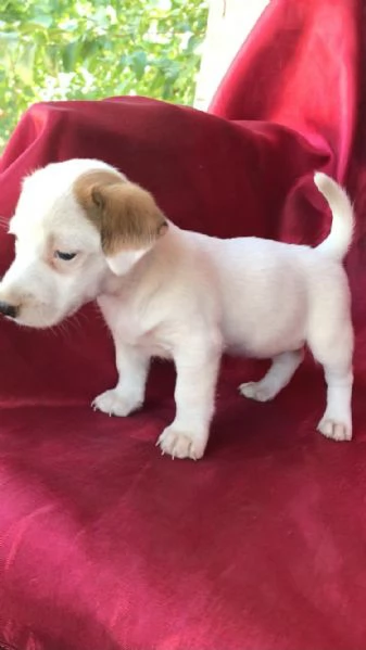 Regala dei cuccioli di Jack Russel | Foto 1