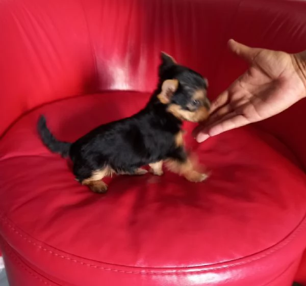 Regala dei cuccioli di Yorkshire | Foto 0