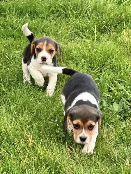 Regala dei cuccioli di Beagle | Foto 2