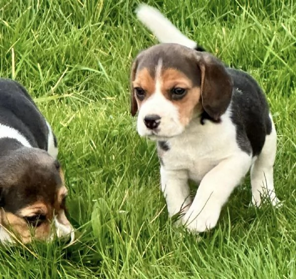 Regala dei cuccioli di Beagle | Foto 1