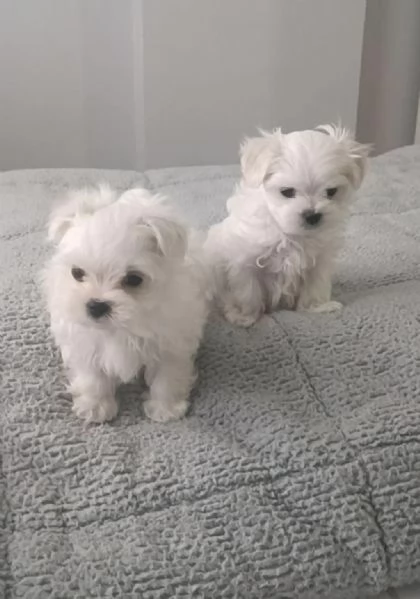 Regala dei cuccioli di Maltese